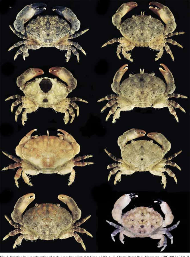 Variações de Caranguejos Xanthid