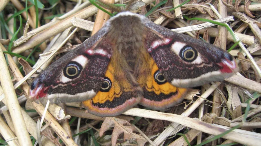 moth pictures