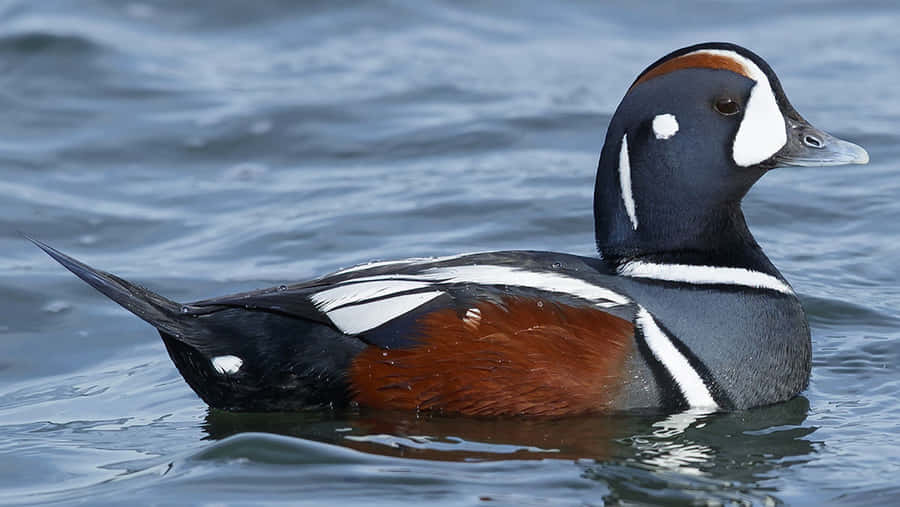 Pato Arlequim Nadando