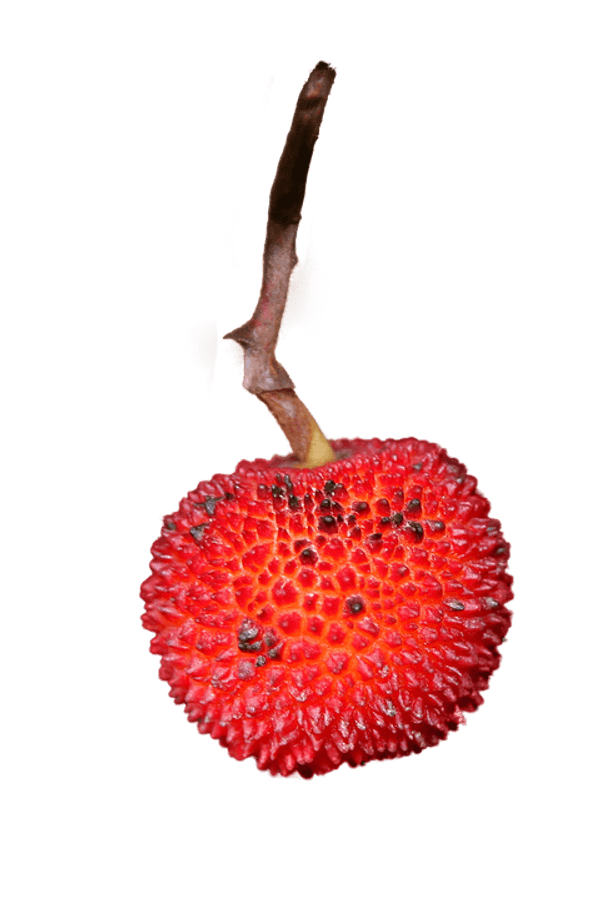Red Strawberry Single Stem