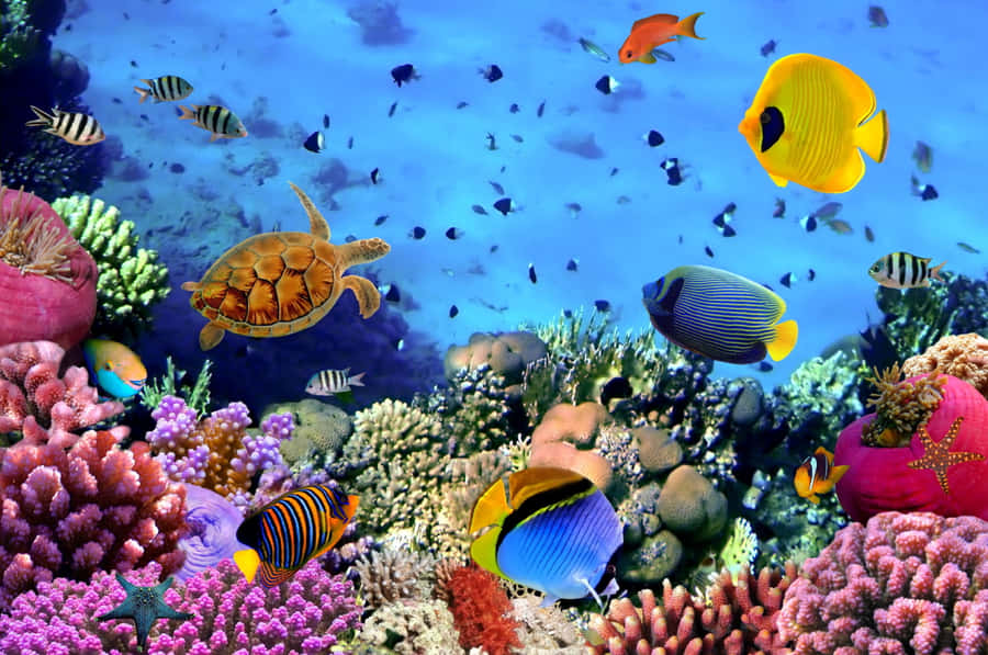 Adorabilicreature marine Kawaii riunite insieme