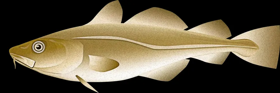 Arctic Cod Illustration