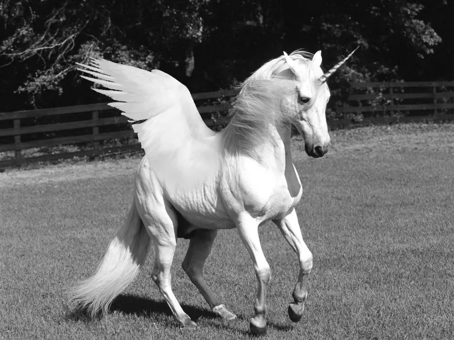 Real Unicorn