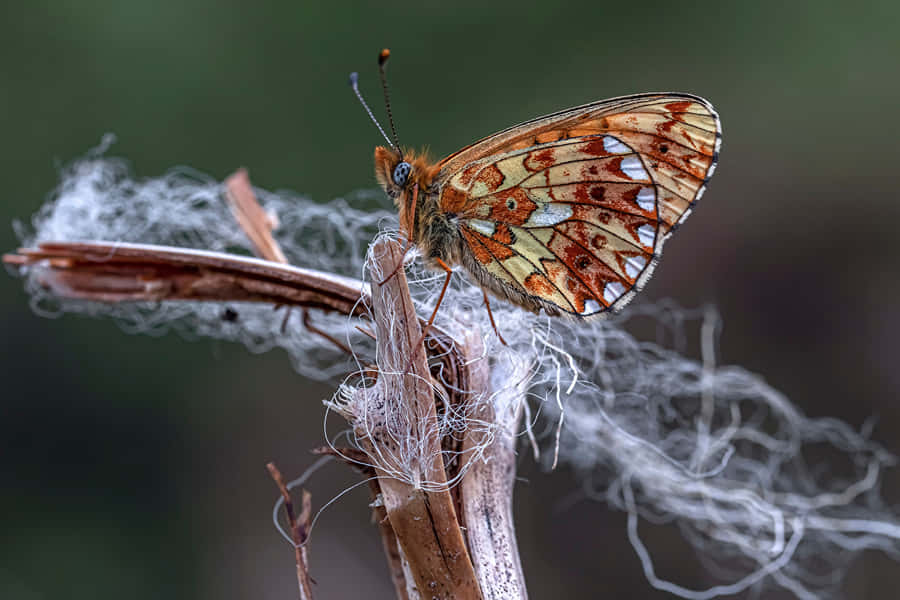 Fritillaria Schmetterling auf Pflanzenstängel