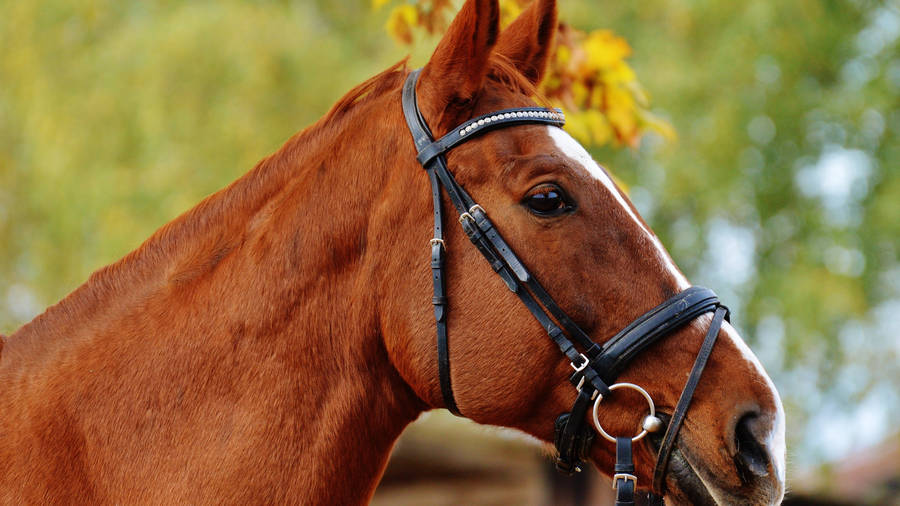 Dier Paard Close-Up Bokeh HD Wallpaper | Achtergrondafbeelding