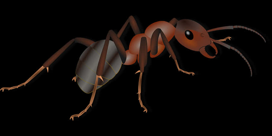 Realistic Ant Illustration