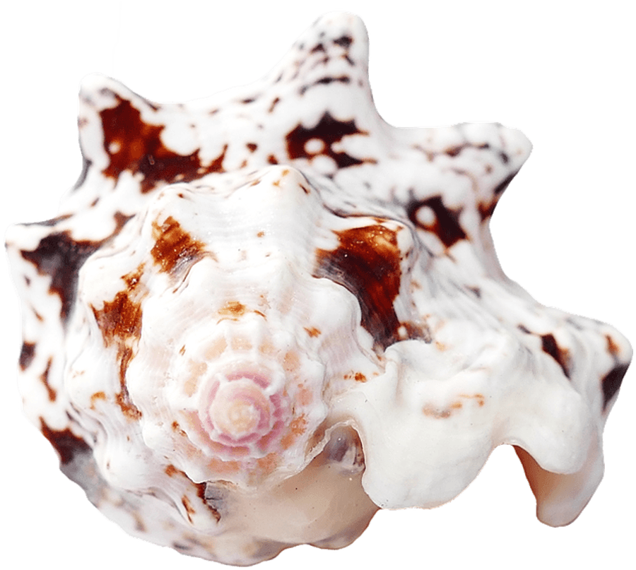 Spotted Marine Seashell.png