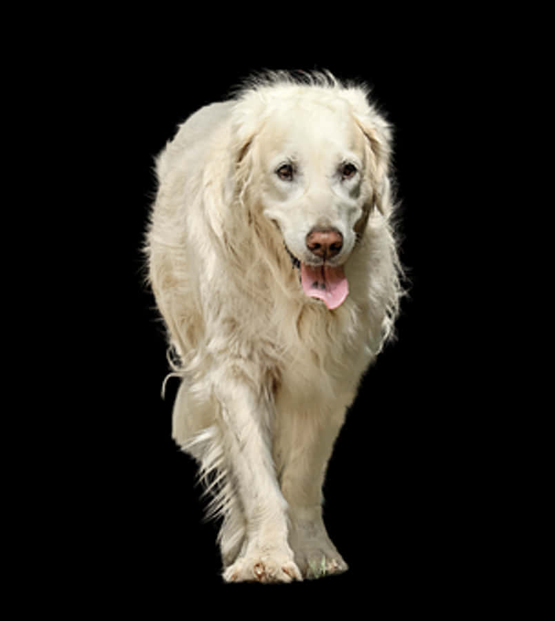 Golden Retriever On Black Background