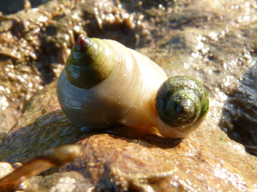 Närbild av Whelk på Klippig Strand