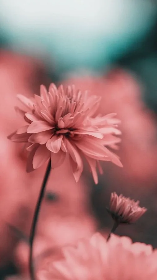 Pink Flower Phone