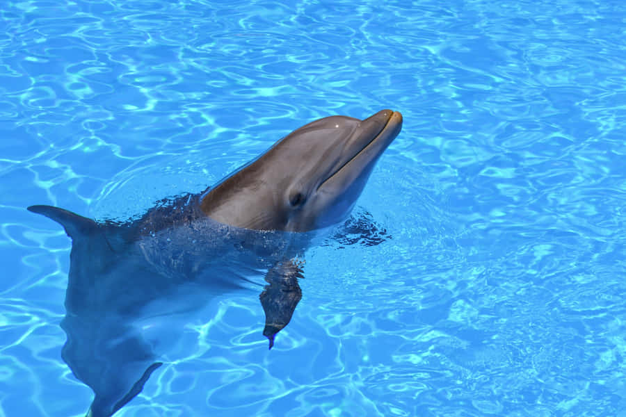 Delfino Sorridente nell'Acqua Blu