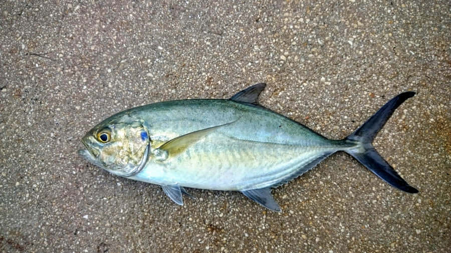 Peixe Azul Runner no Chão