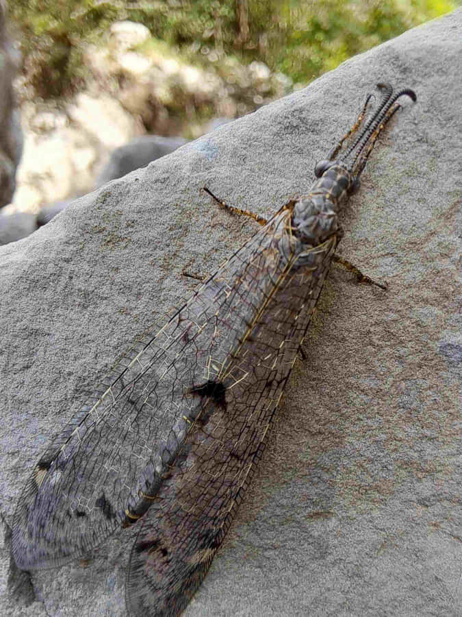Insetto Antlion su Roccia