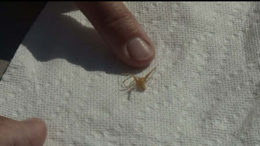 Papelde parede de 1920 x 1080 com a imagem da aranha-marrom recluse