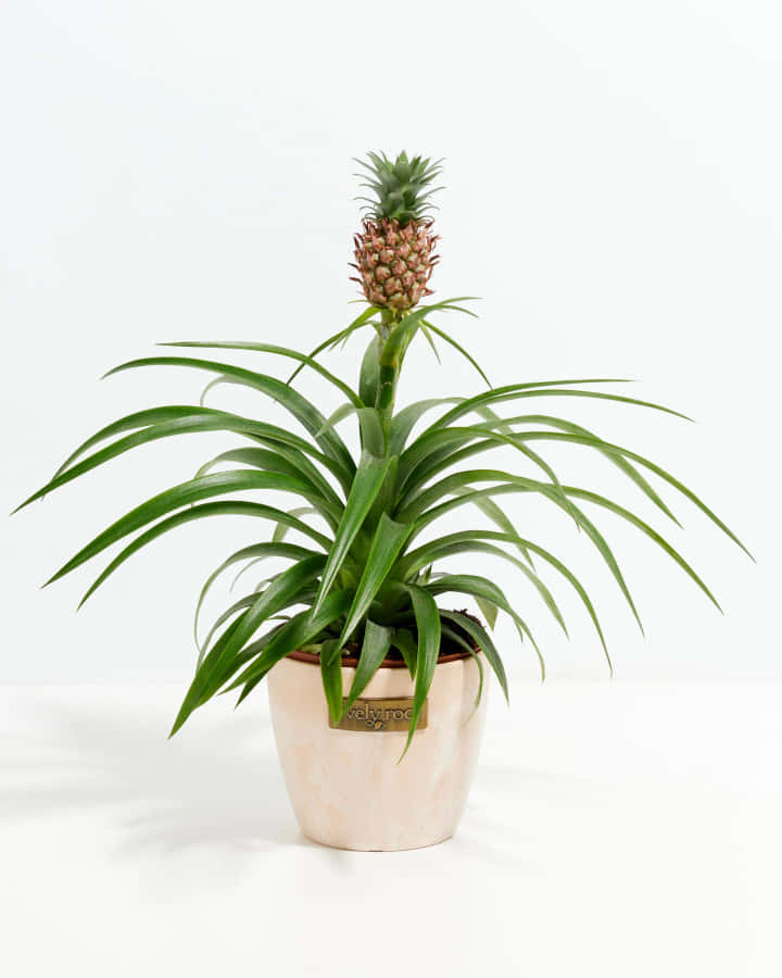 Fotografiebildeiner Ananas Pflanze in einer weißen Vase