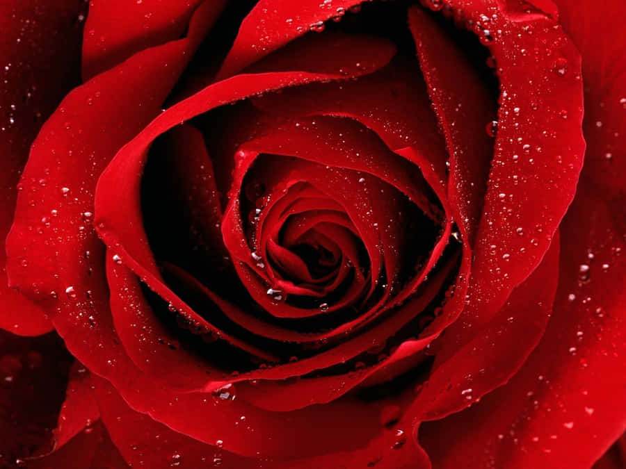 einerote Rose mit Wassertropfen darauf