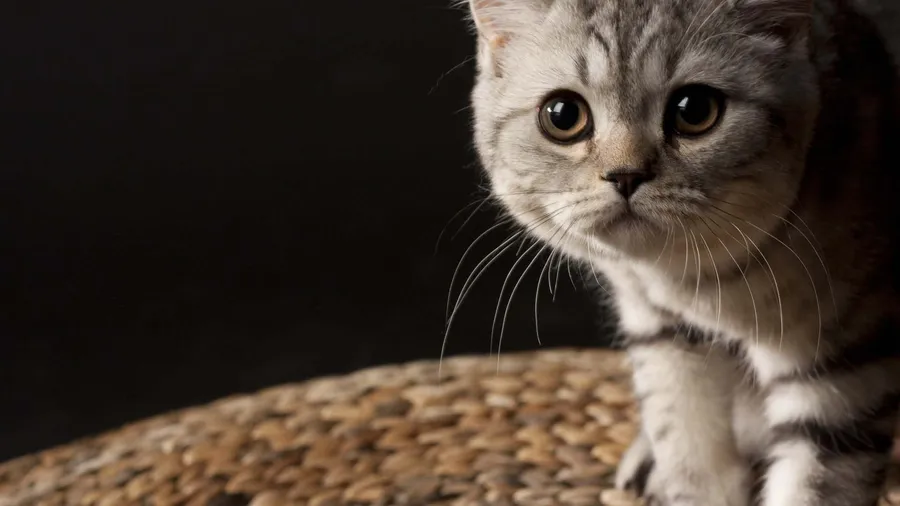 Nice Gray Cat