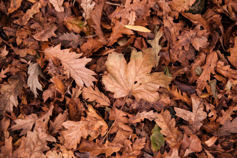 BraunerHerbst 4288 x 2848 Hintergrundbild.