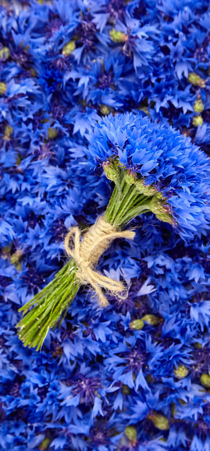 Umalinda flor rosa em plena floração, cercada por uma vegetação exuberante.