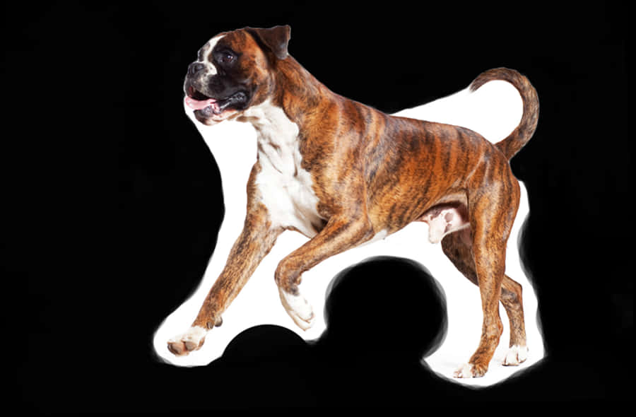 Transparent Boxer Dog Png - Dog Boxer Png, Png Download