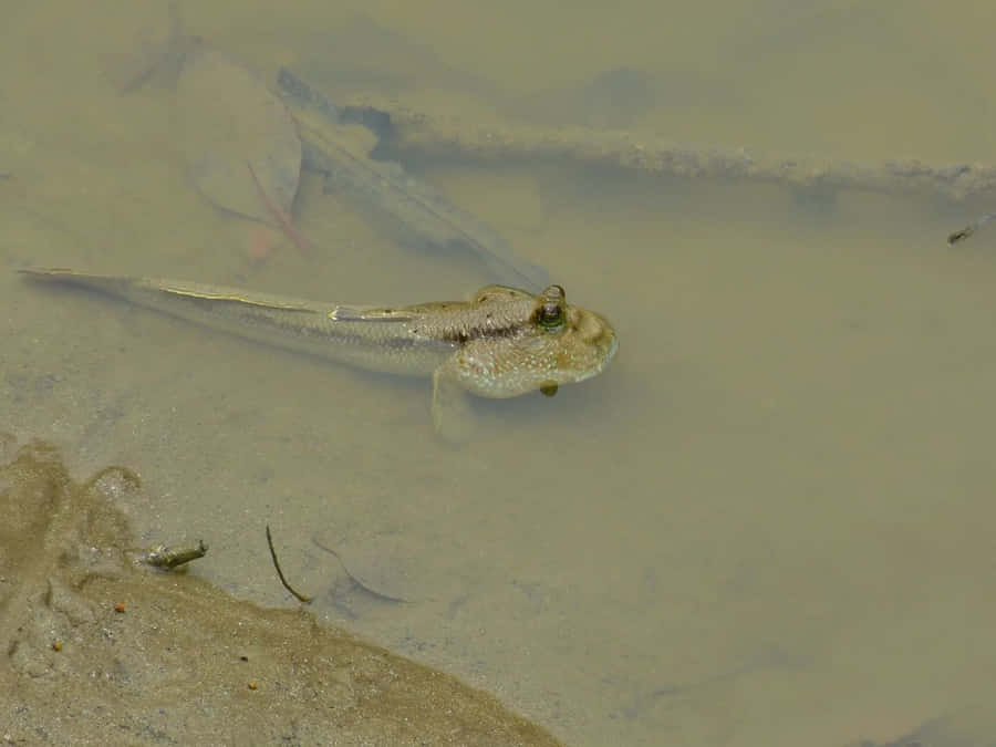 Mudskipper em Habitat Natural