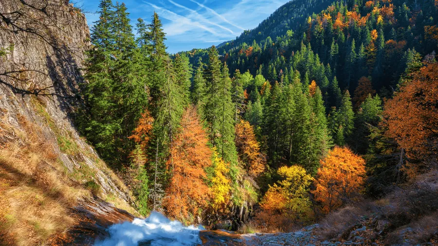 4k Computer Green Pine Trees