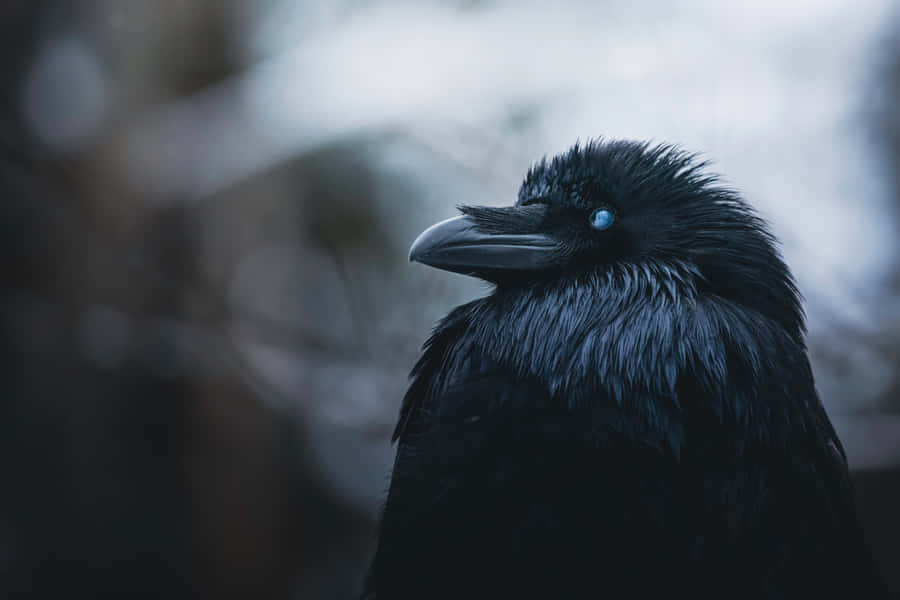 Majestätisk Rook Närbild Porträtt