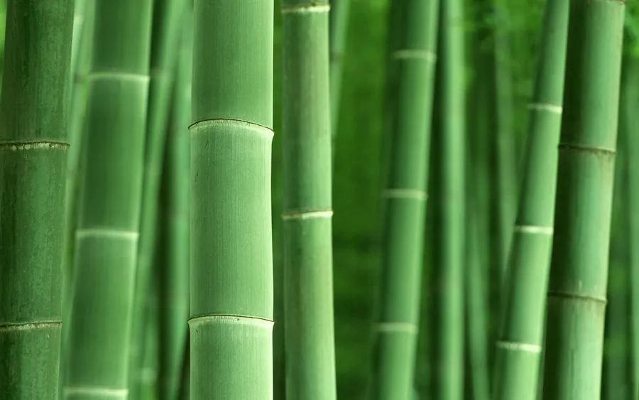 Bamboo Background