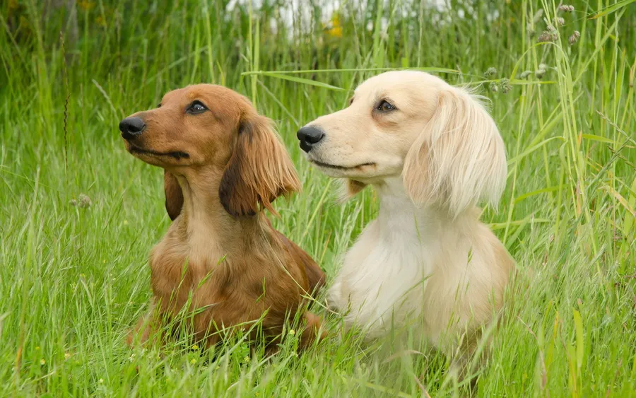 dachshund
