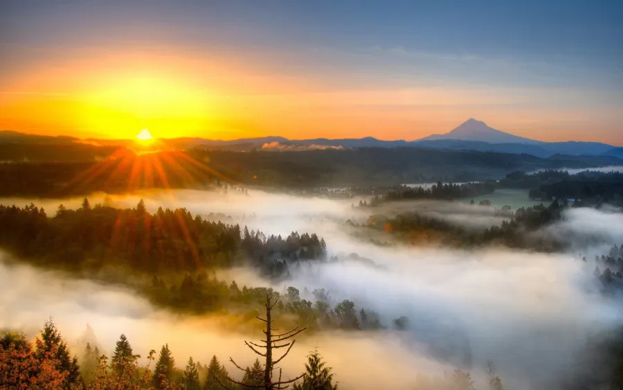 Fog Background