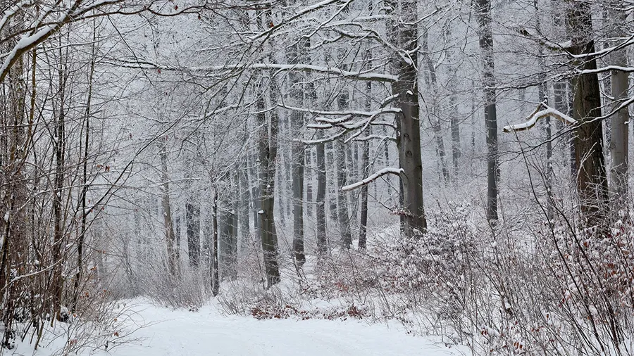 Snow Falling