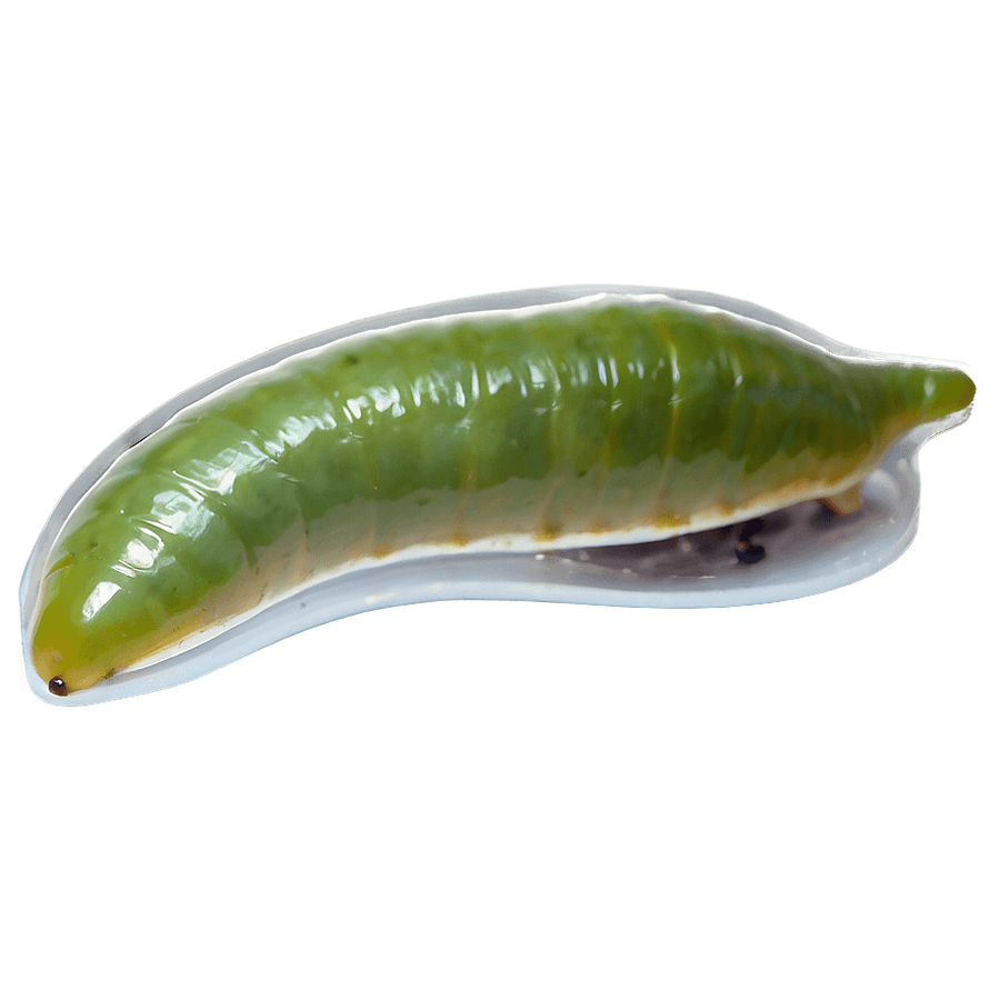 Garden Pest Slug PNG 06112024