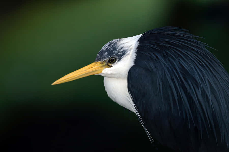 Pied Heron Porträt
