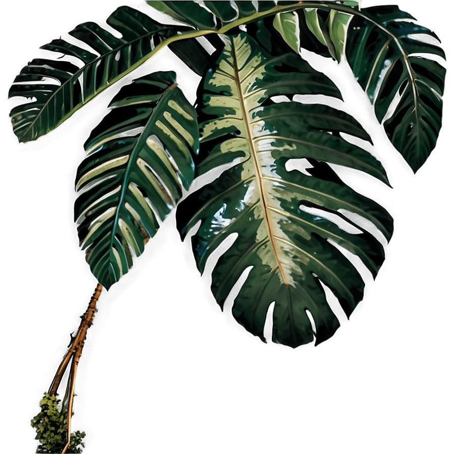 National Geographic Jungle Canopy PNG 06232024