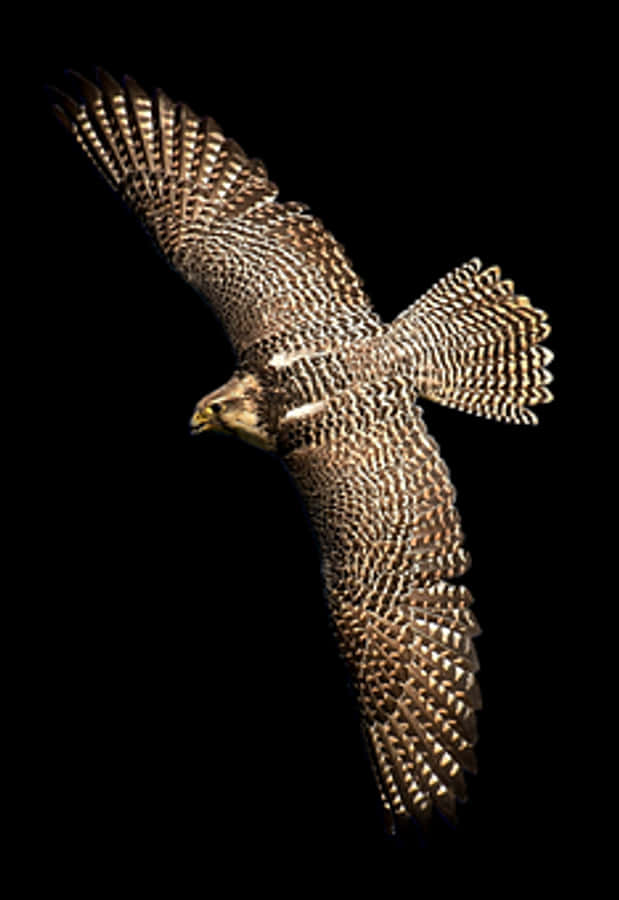 Majestic Falcon In Flight