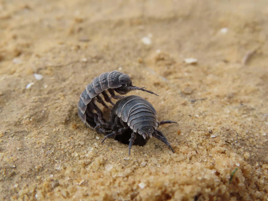 Skovlus på Sand