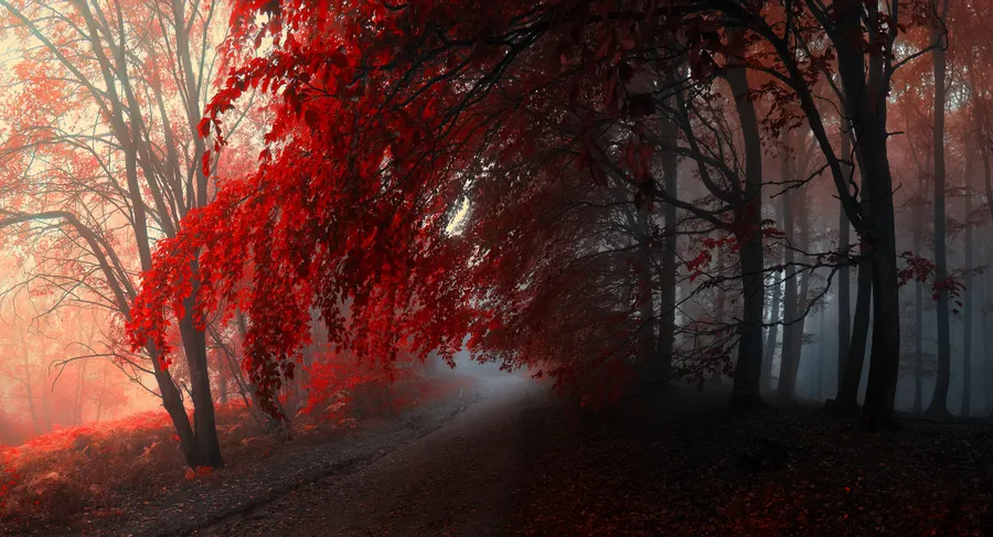 Red Forest