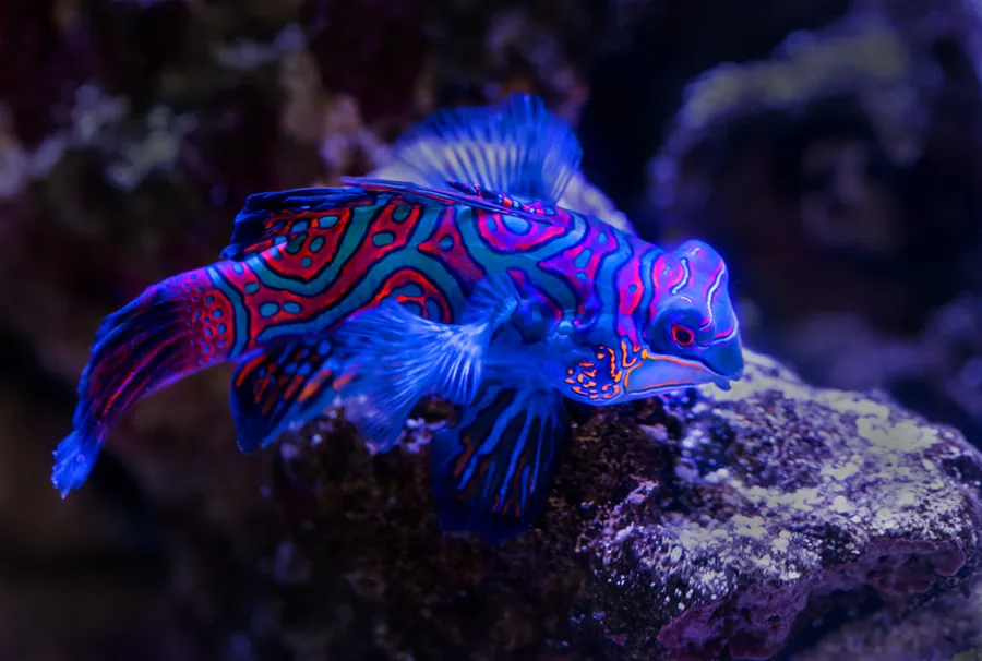 Fish Background