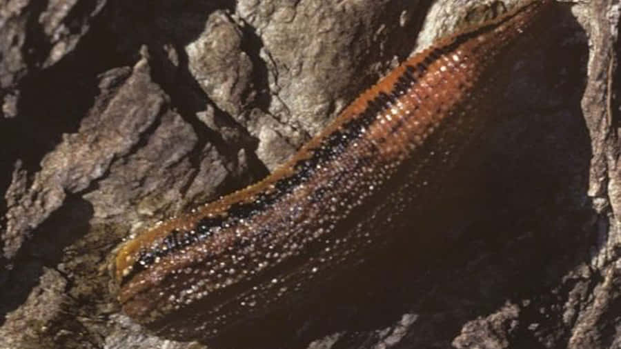 Nahaufnahme eines Blutegels auf Felsen