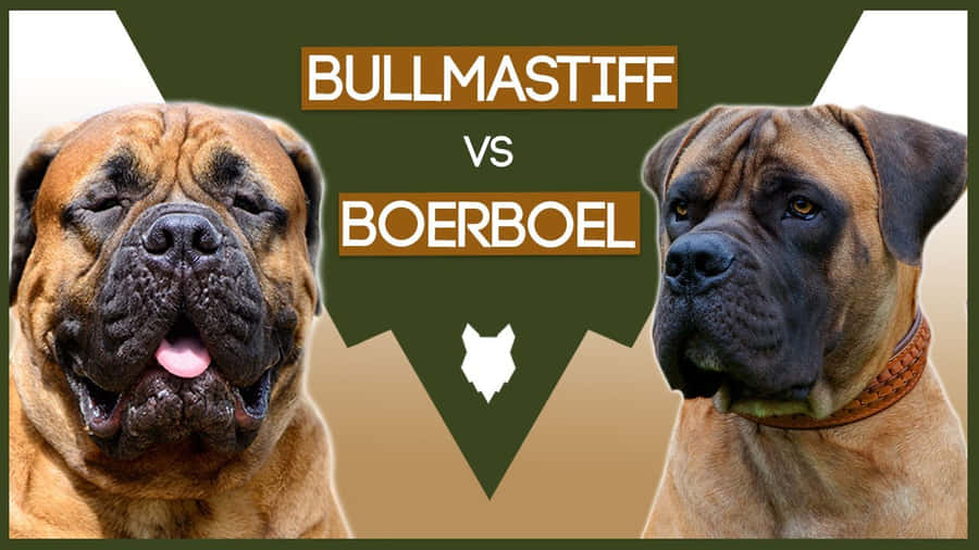 Bullmastiffgegen Borbeel
