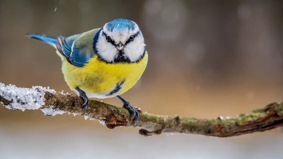Cinciallegra su Ramo Innevato