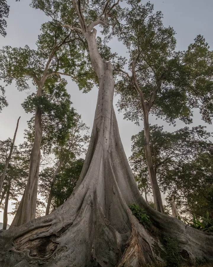 Ancient Tree Low Angle wallpaper