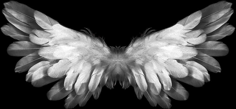 Symmetrical Angel Wings Black Background