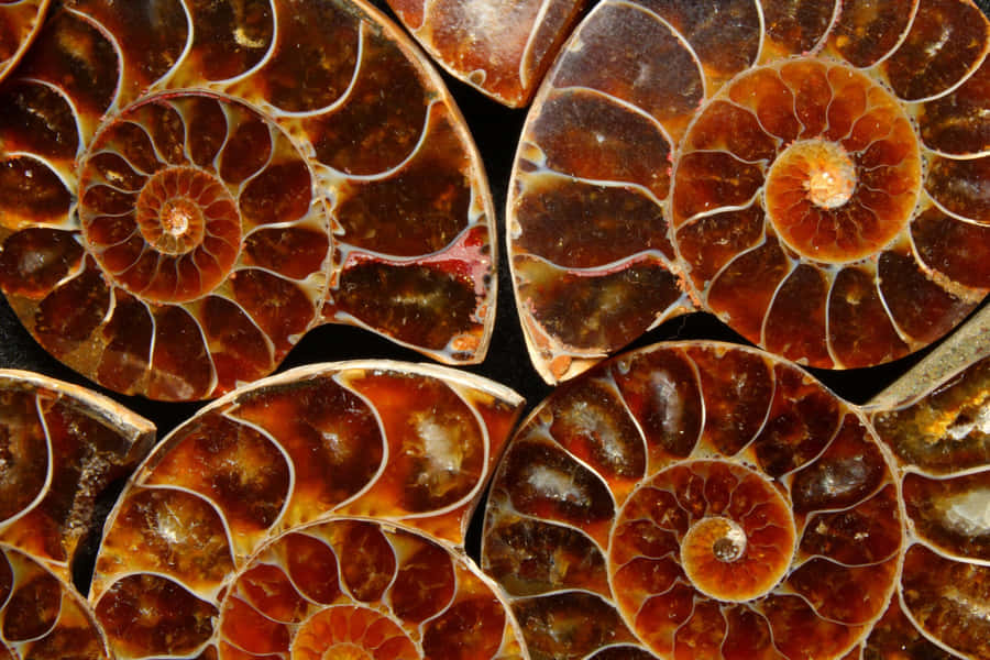 Seções Transversais de Fósseis de Ammonite