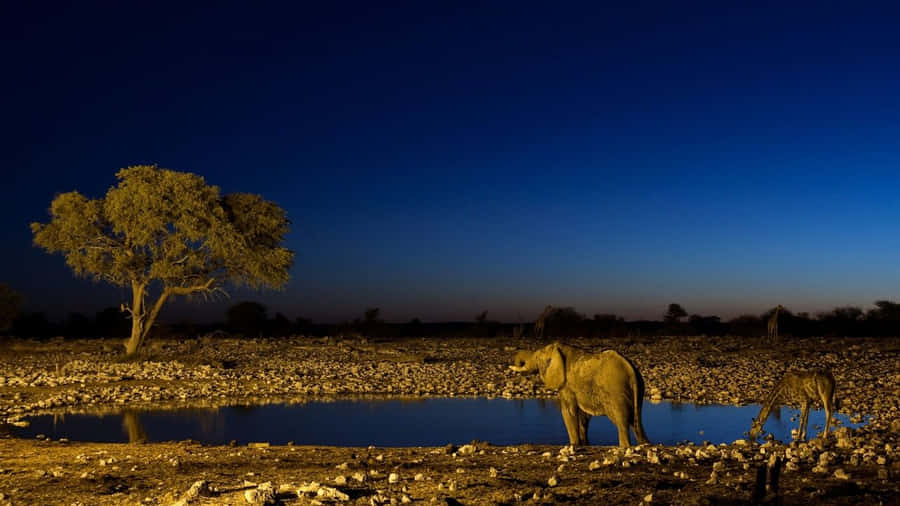 720p Africa Background 1280 x 720