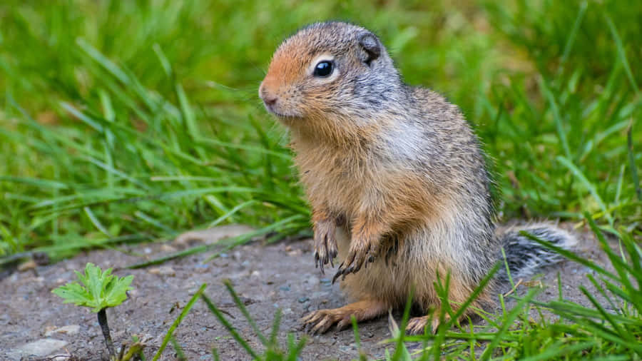 Gopher de Bolso Alerta na Grama