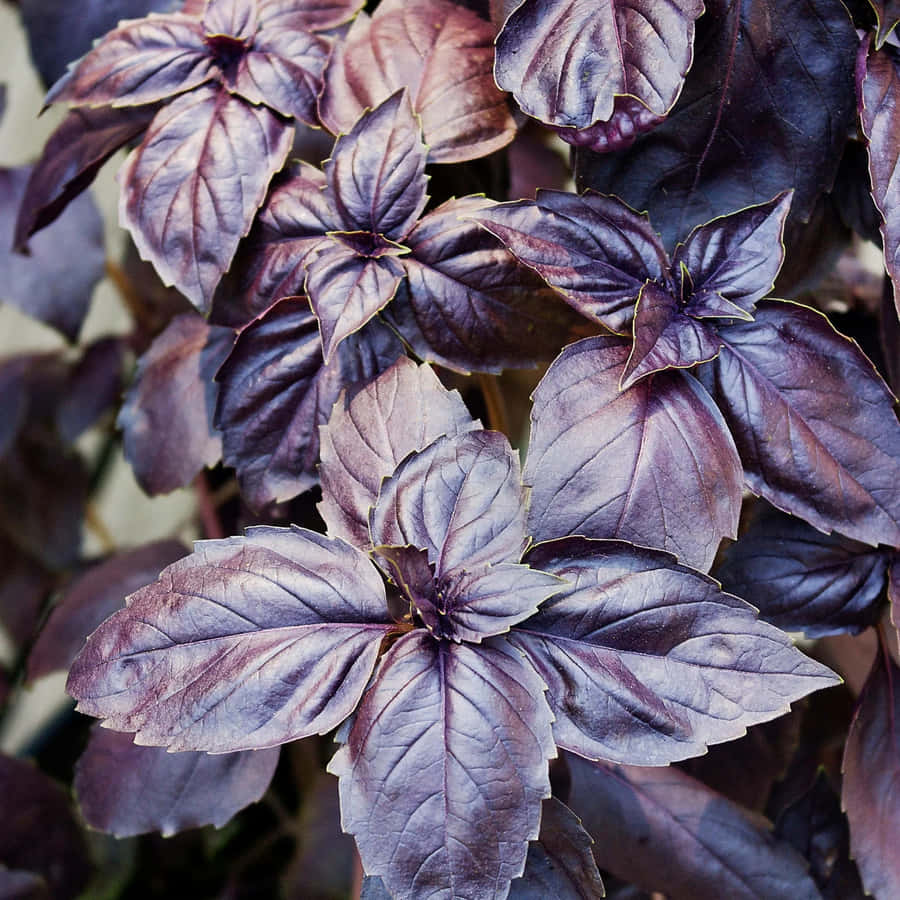 OAroma do Manjericão Roxo Recém Colhido