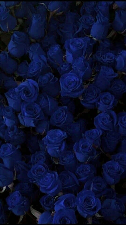 Blue Rose-billeder 540 x 960