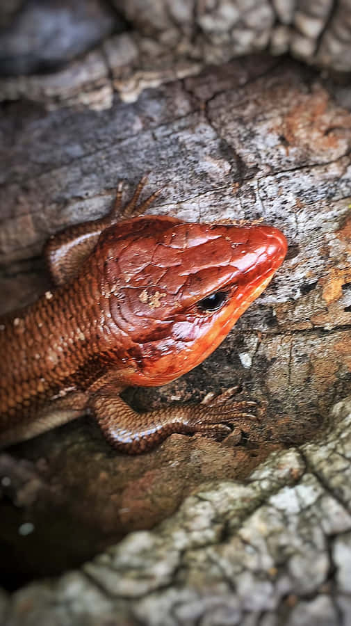Skink de Cabeça Vermelha em Casca de Árvore