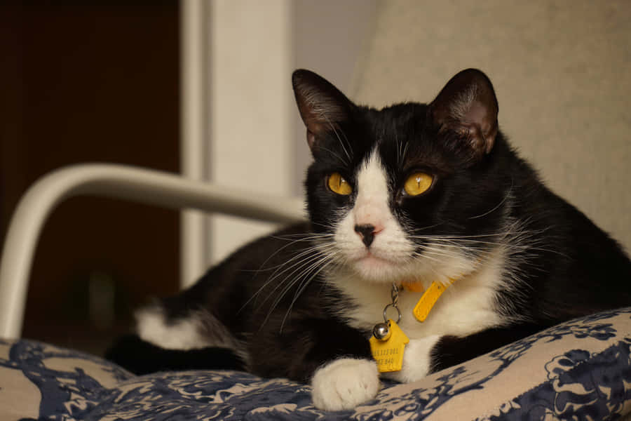 Imagemde gato de smoking de raça doméstica com pelos curtos e expressão rabugenta.